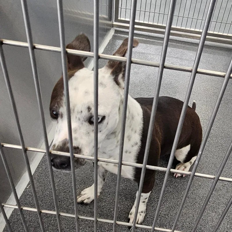 Sweetheart thumbnail 2