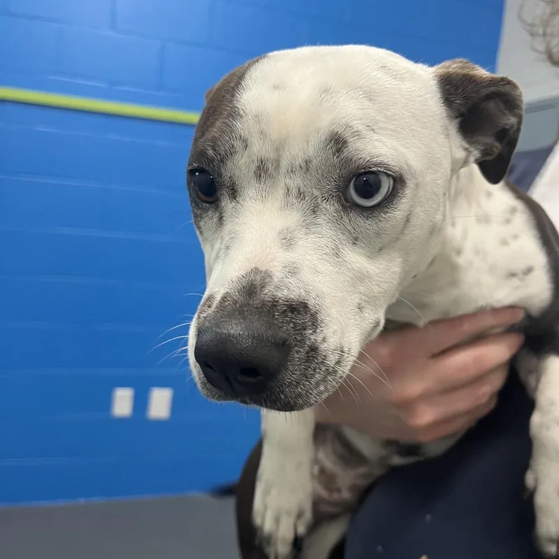 Sweetheart thumbnail 3