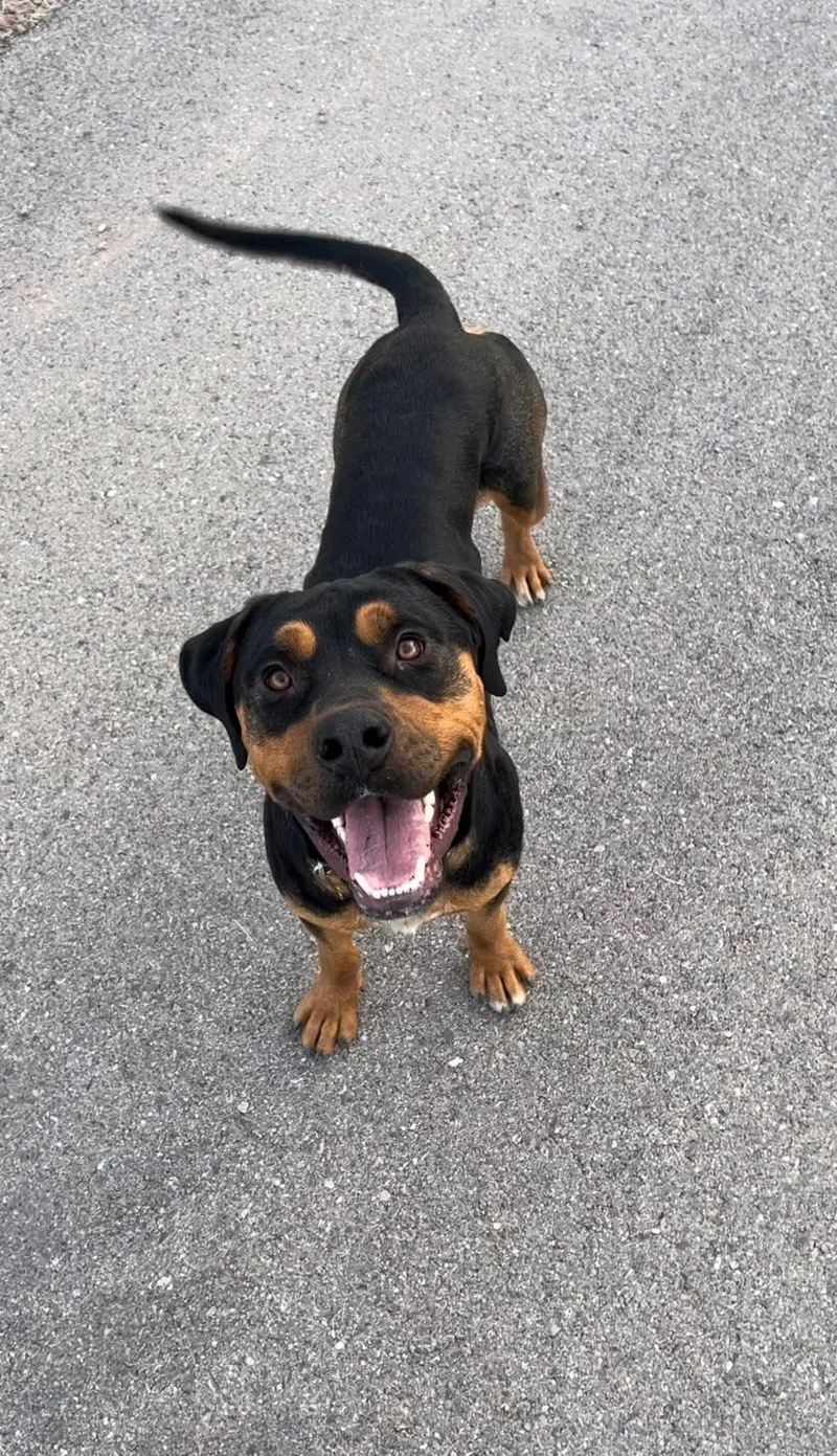 Tank The Rottie