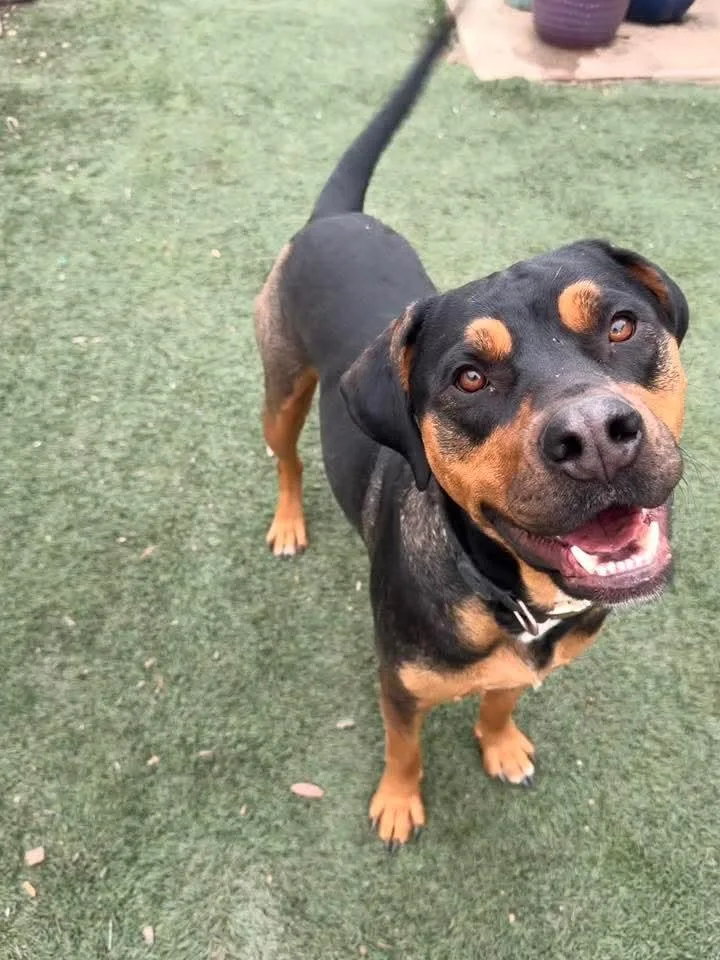 Tank The Rottie thumbnail 2