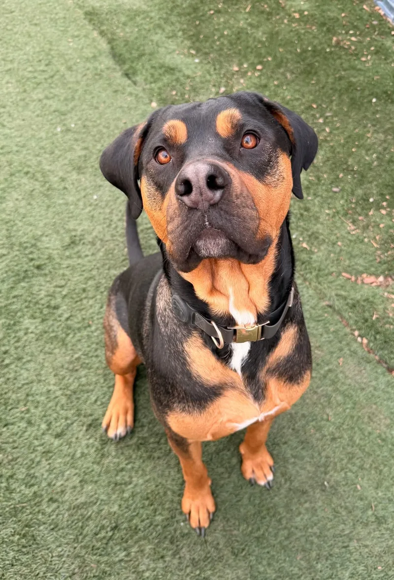 Tank The Rottie thumbnail 3