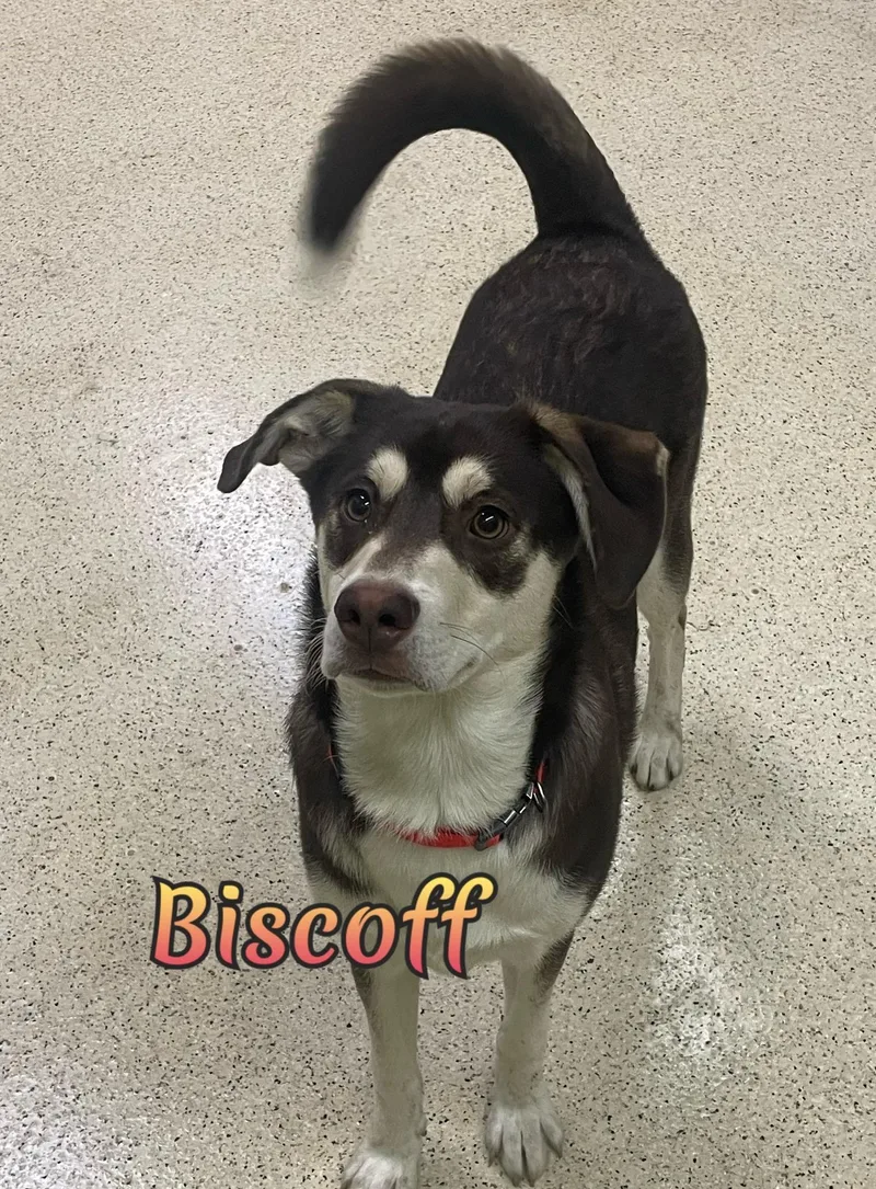 Biscoff thumbnail 6