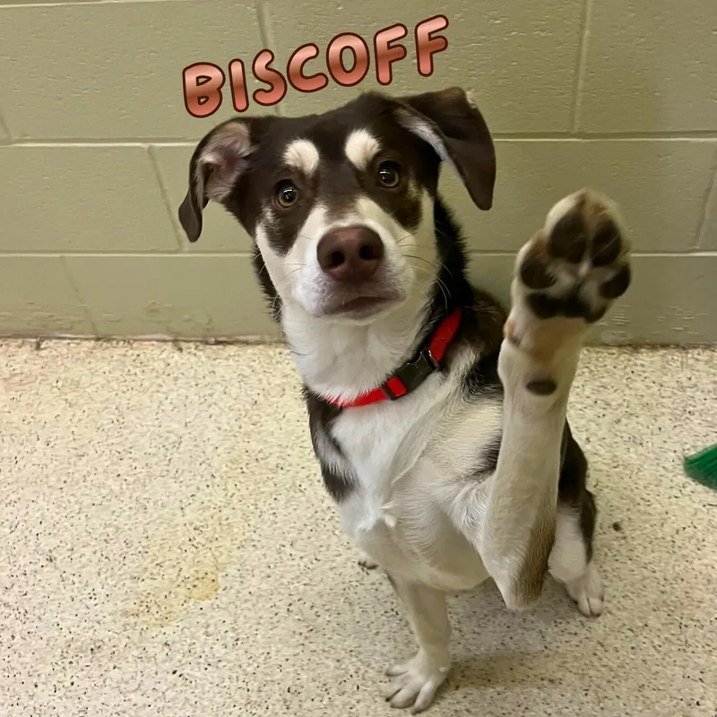 Biscoff