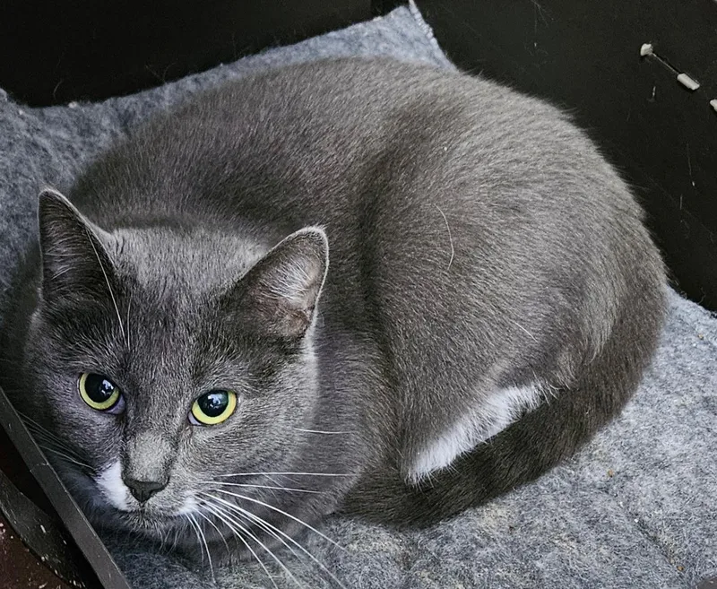 Rochelle thumbnail 3