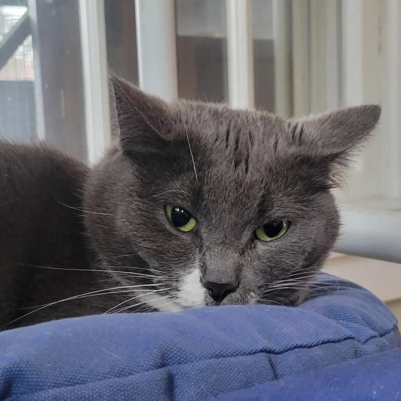 Rochelle thumbnail 4