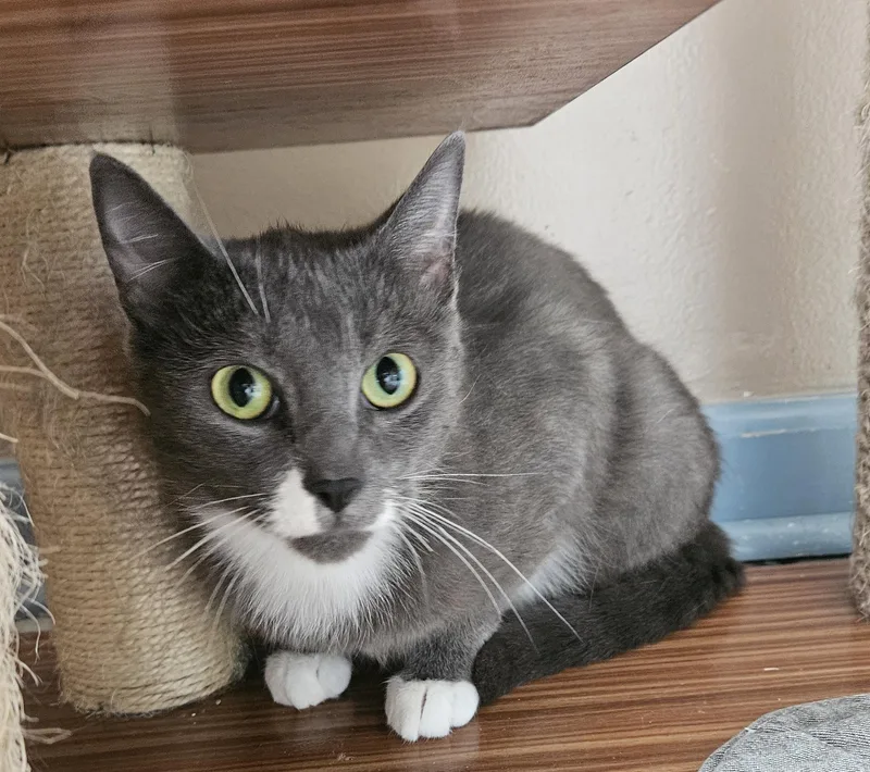 Rochelle thumbnail 6