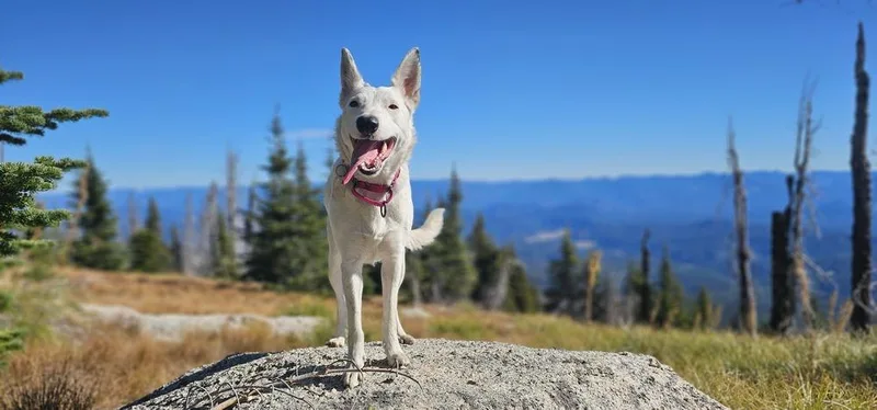 Texas Tornado thumbnail 3