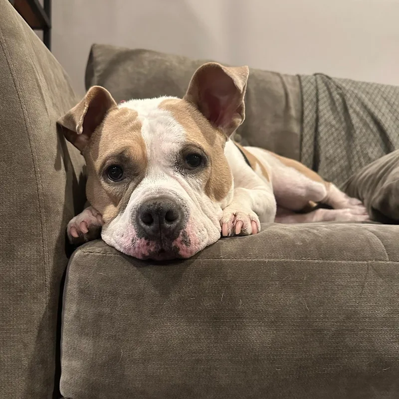 Couch Potato  Remy thumbnail 2