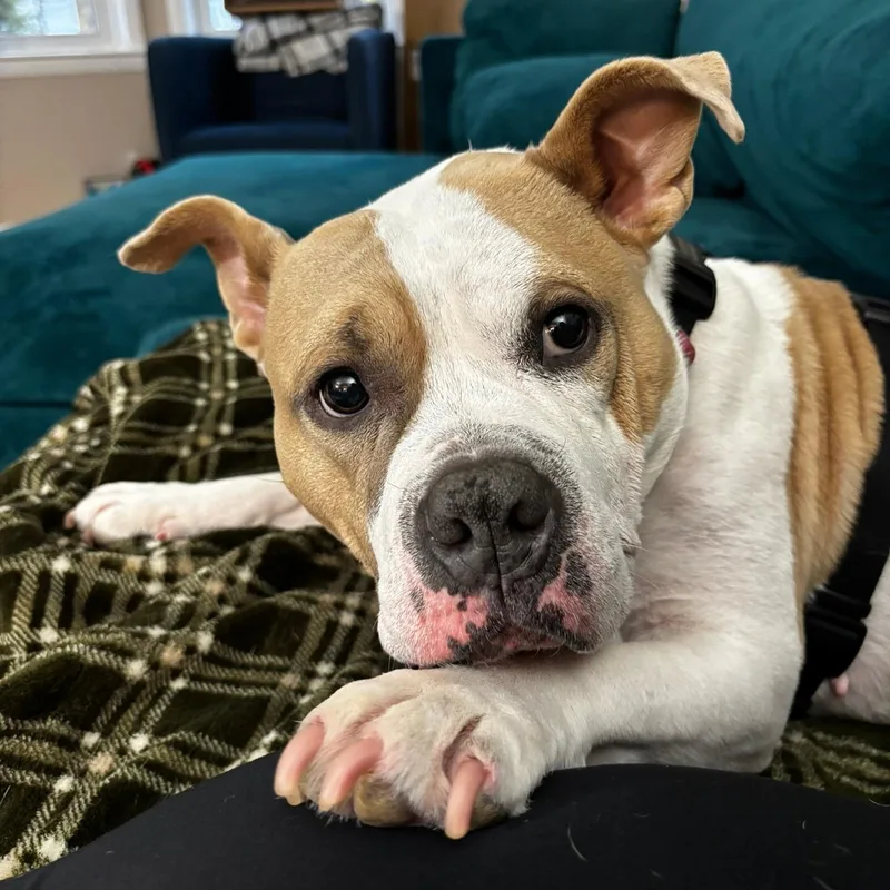 Couch Potato  Remy thumbnail 4