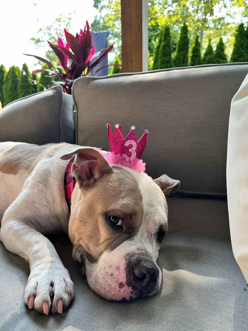 Couch Potato  Remy thumbnail 5