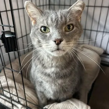 Marguerite thumbnail 2