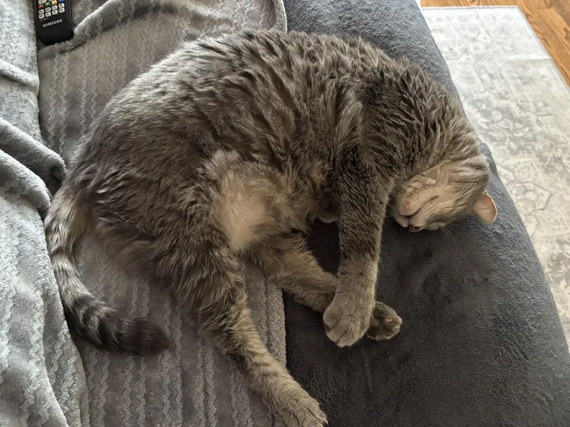 Marguerite thumbnail 4