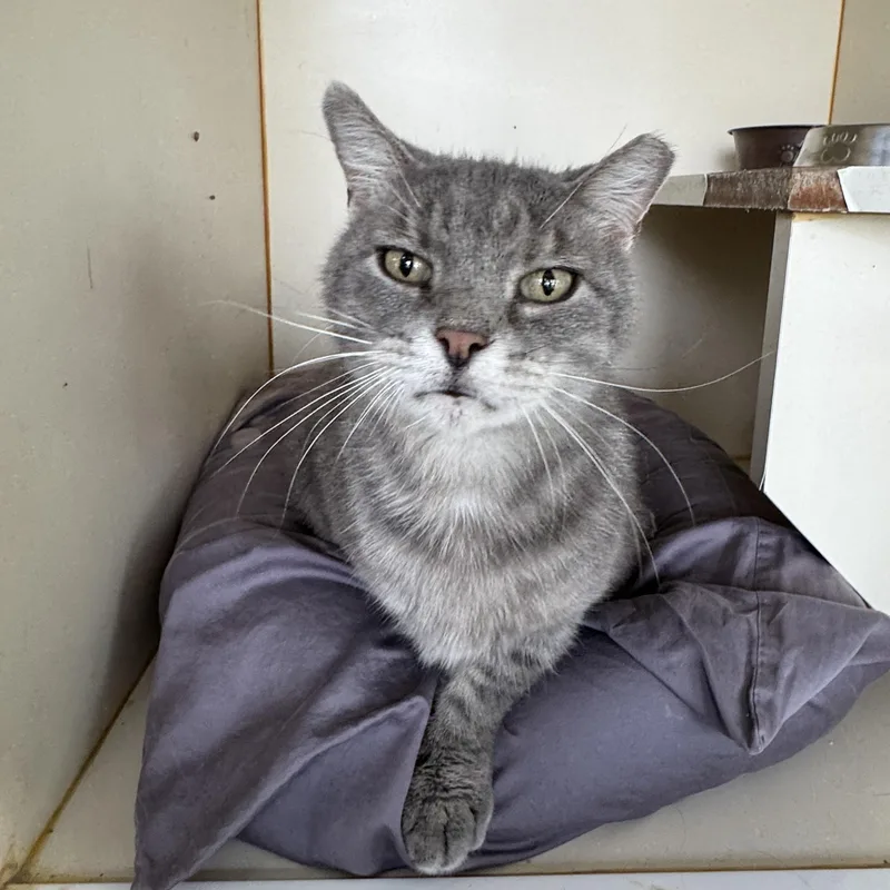 Marguerite thumbnail 5