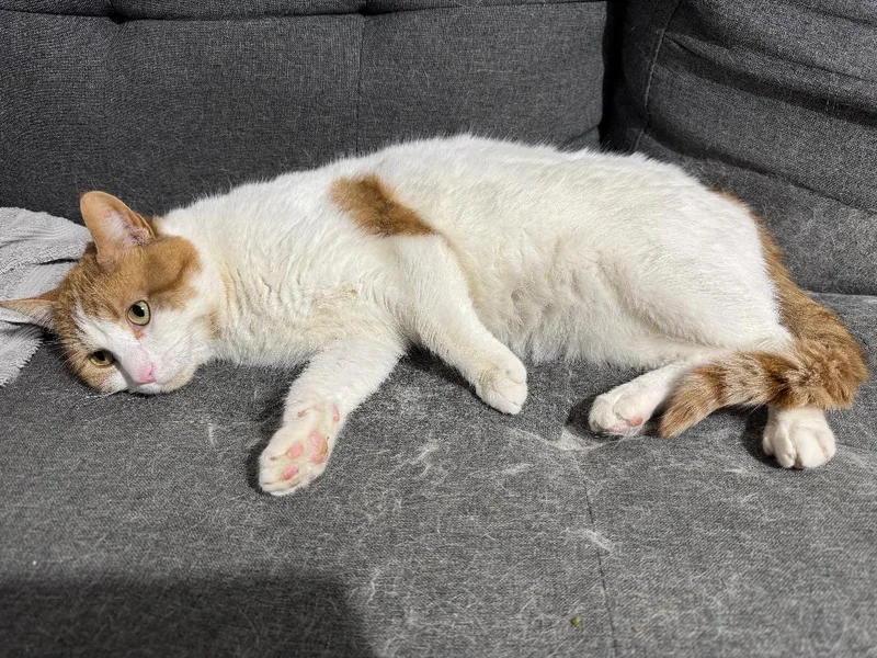 Jellybean thumbnail 2