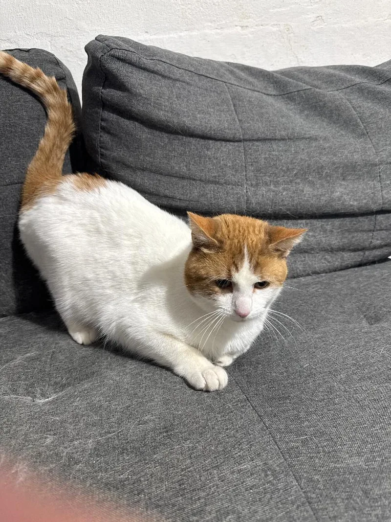 Jellybean thumbnail 3