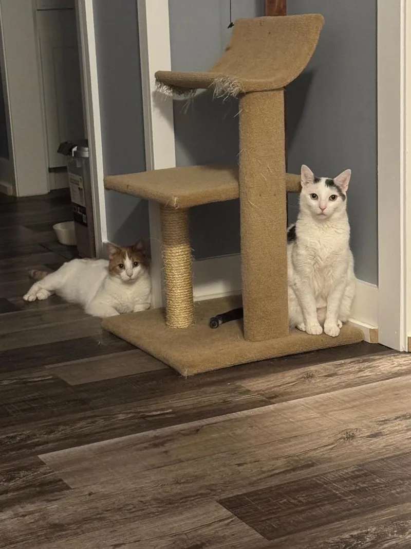 Jellybean thumbnail 4