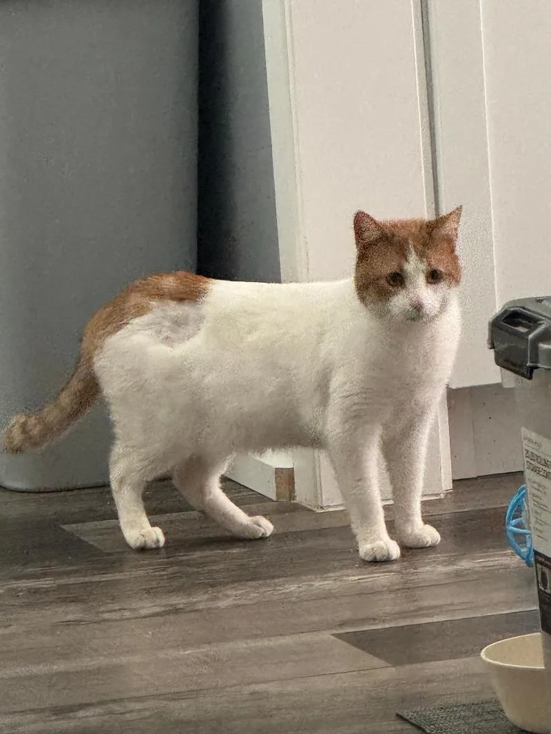 Jellybean thumbnail 5