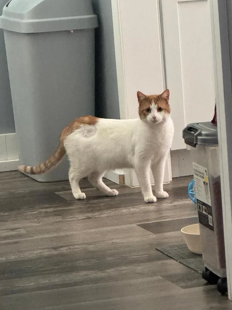 Jellybean thumbnail 6