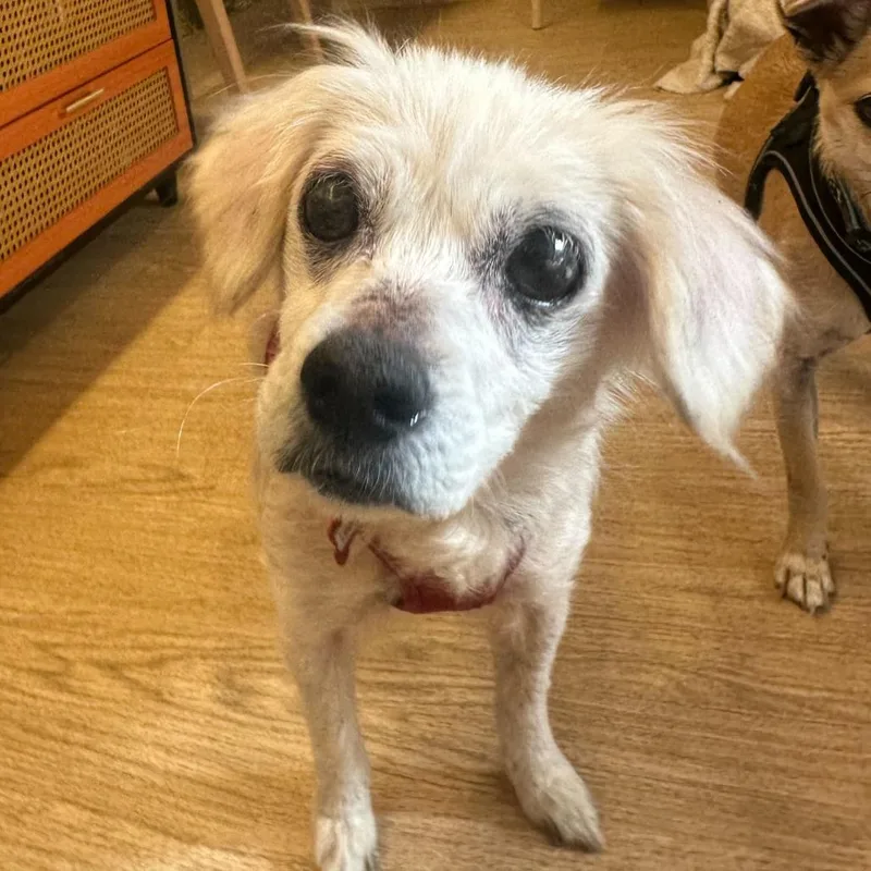 Lovelight thumbnail 3