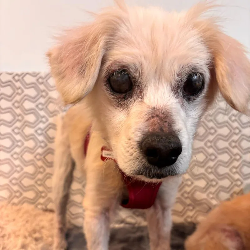 Lovelight thumbnail 5