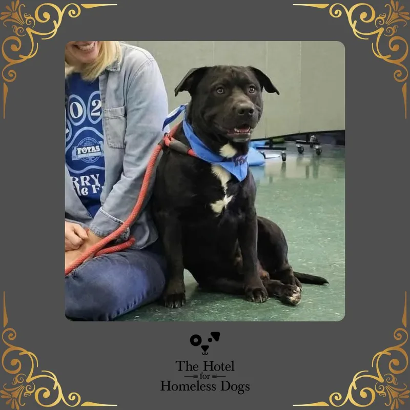 An adult medium-sized male Black Labrador Retriever dog named Arlo for adoption in Cumberland, RI