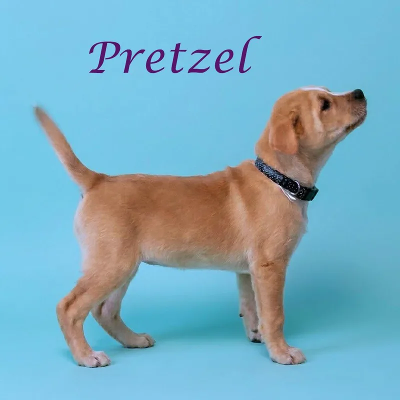 Pretzel D thumbnail 2