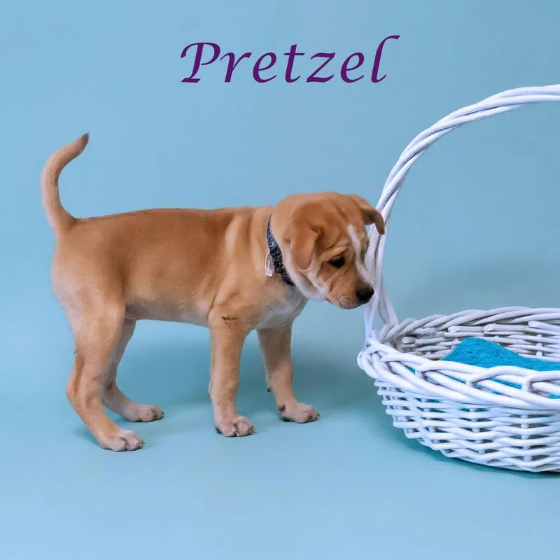 Pretzel D thumbnail 3