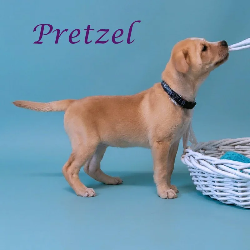 Pretzel D thumbnail 4