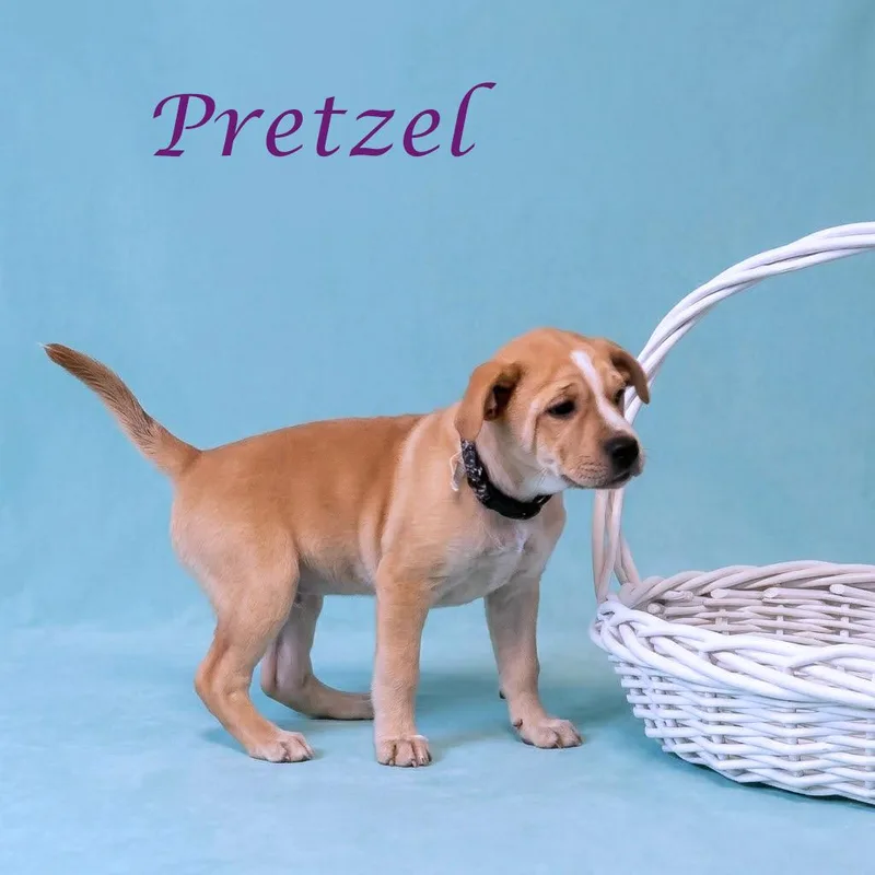 Pretzel D thumbnail 6