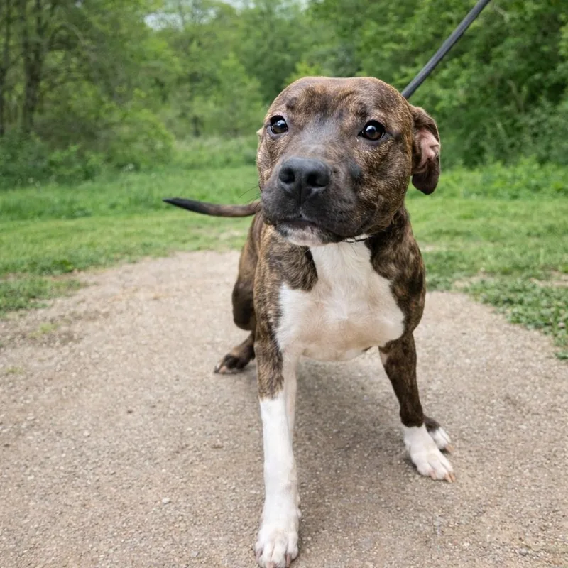 Coco Puff thumbnail 2