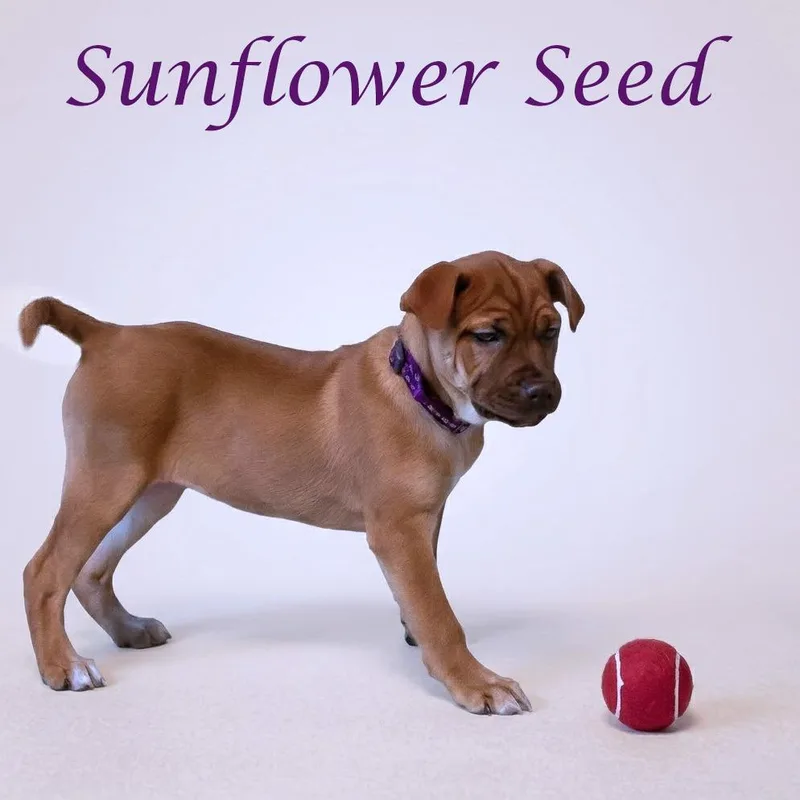 Sunflower Seed D thumbnail 3