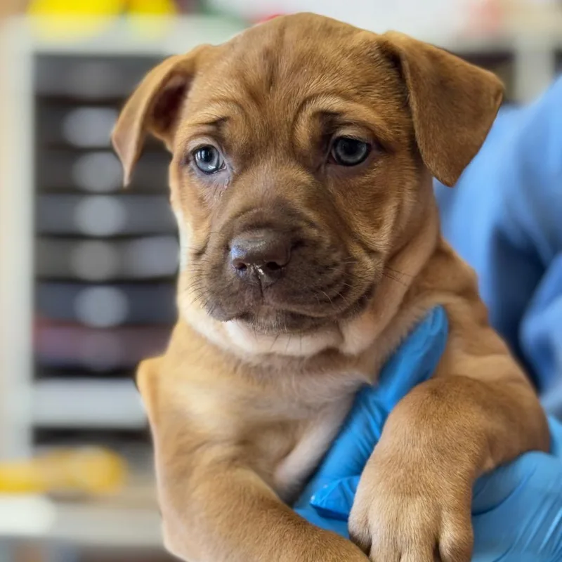 Sunflower Seed D thumbnail 4