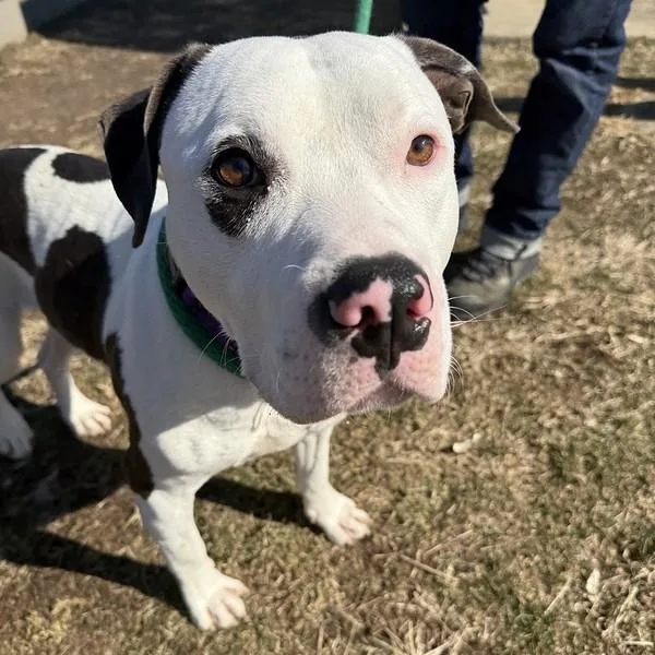 A young large-sized male Harlequin Mixed Breed dog named Blizzard for adoption in Narberth, PA