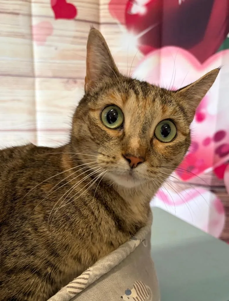 Dina  Sponsored By thumbnail 2