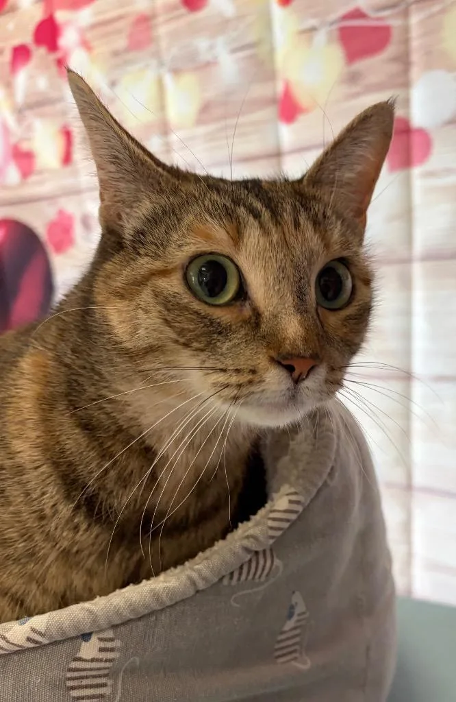 Dina  Sponsored By thumbnail 3