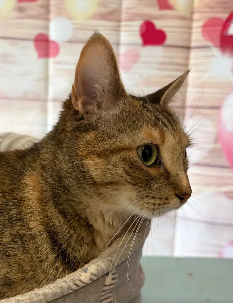 Dina  Sponsored By thumbnail 4