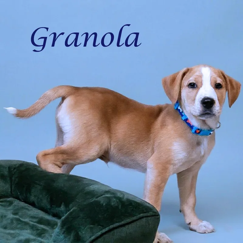 Granola D thumbnail 2