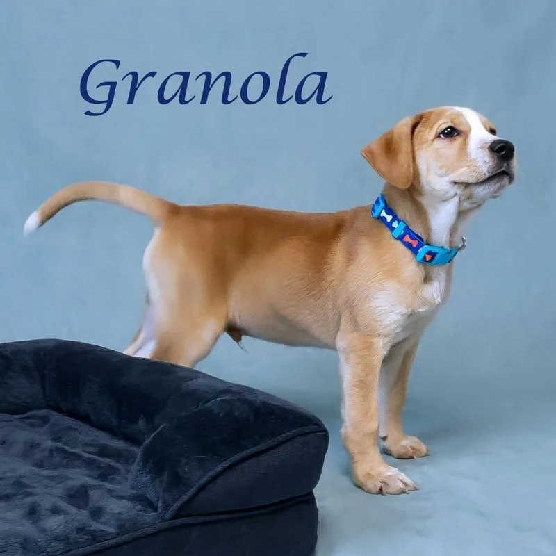 Granola D thumbnail 4