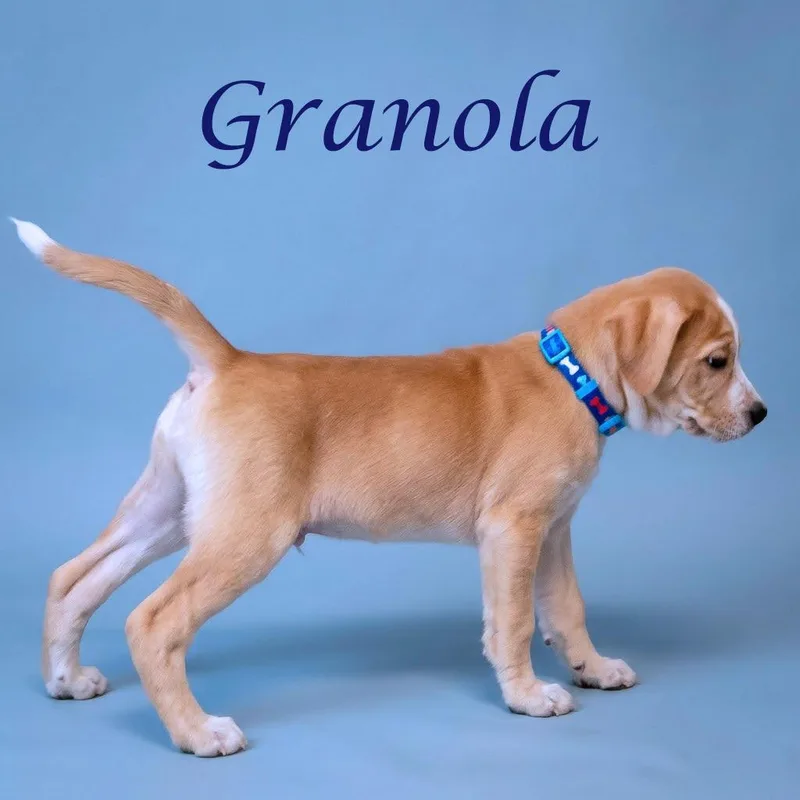 Granola D thumbnail 5