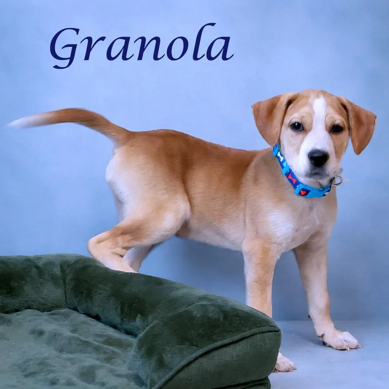 Granola D thumbnail 6