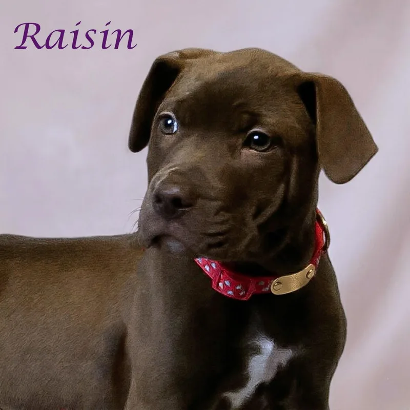Raisin D