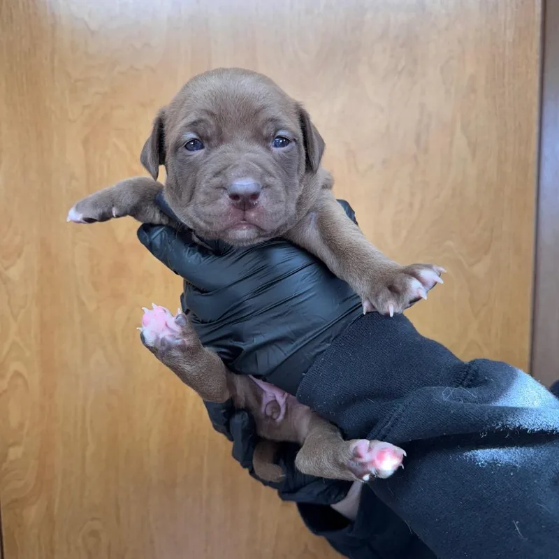 Raisin D thumbnail 2