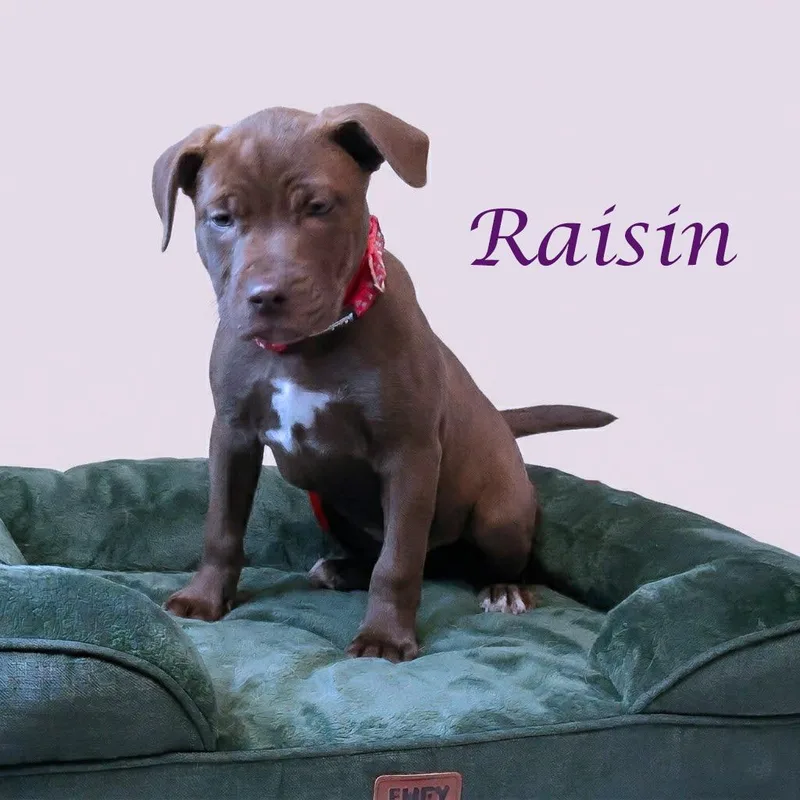 Raisin D thumbnail 3