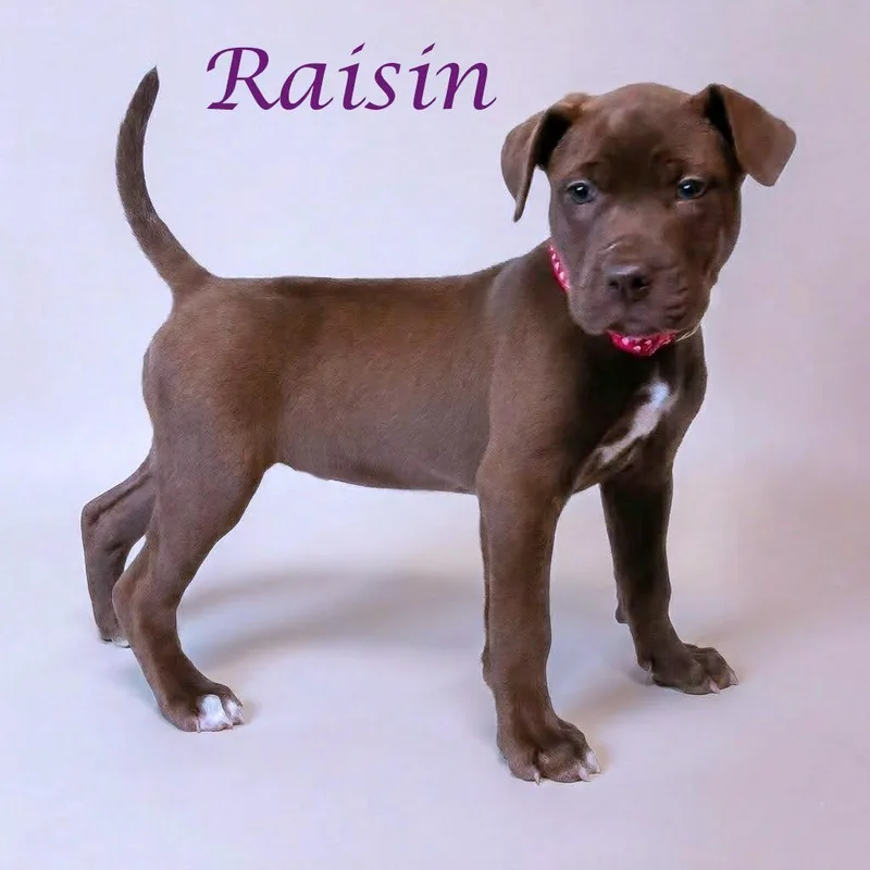 Raisin D thumbnail 4
