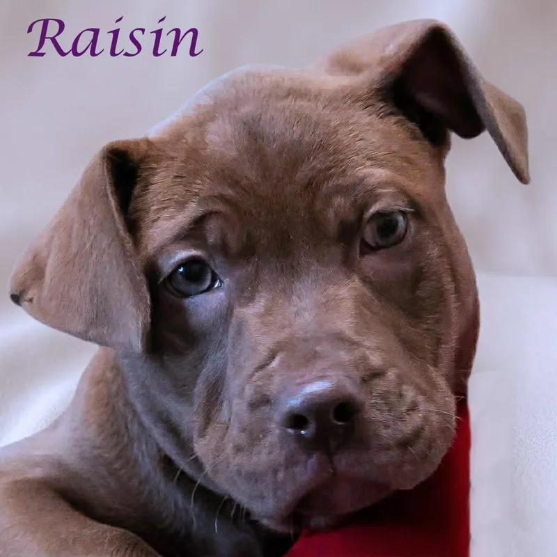 Raisin D thumbnail 5