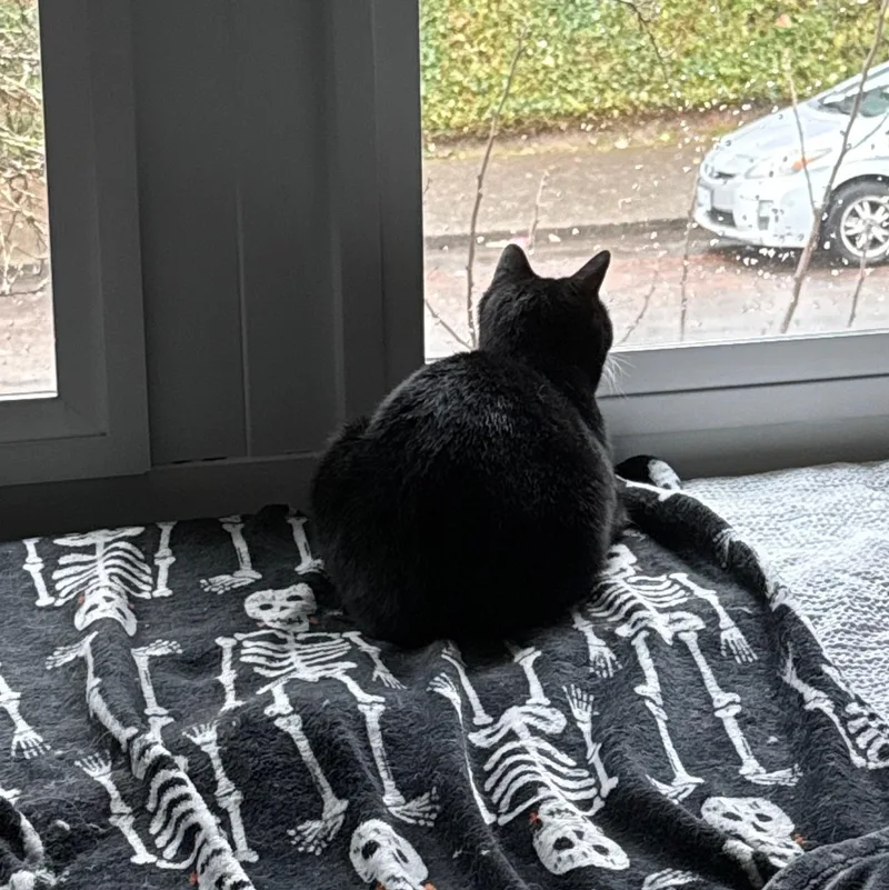 Minnie The Lovebug thumbnail 4