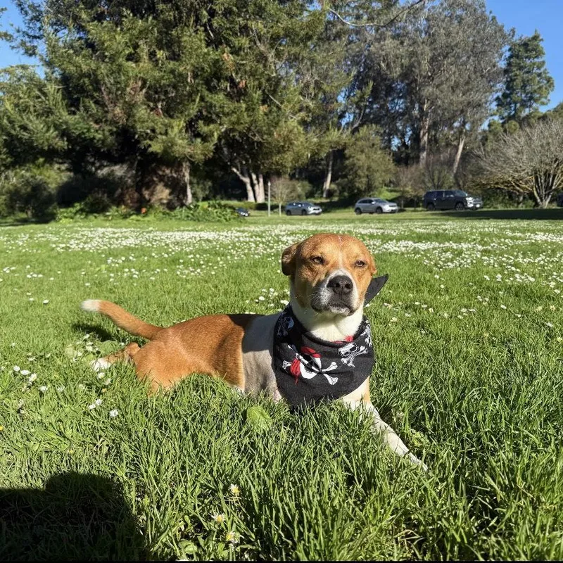 Tommy Orange thumbnail 3