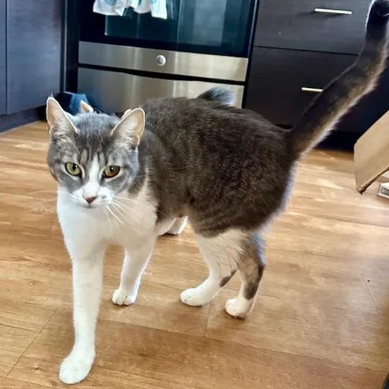 Seven The Bar Cat thumbnail 2