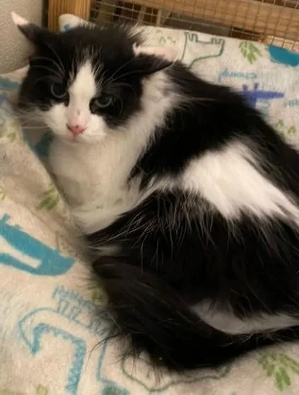 Wv  Annie thumbnail 2