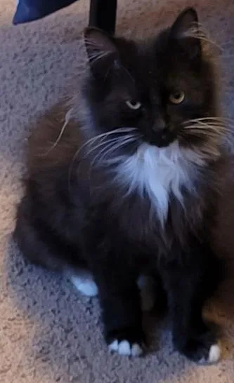 Wv  Clarissebonded Pair thumbnail 4